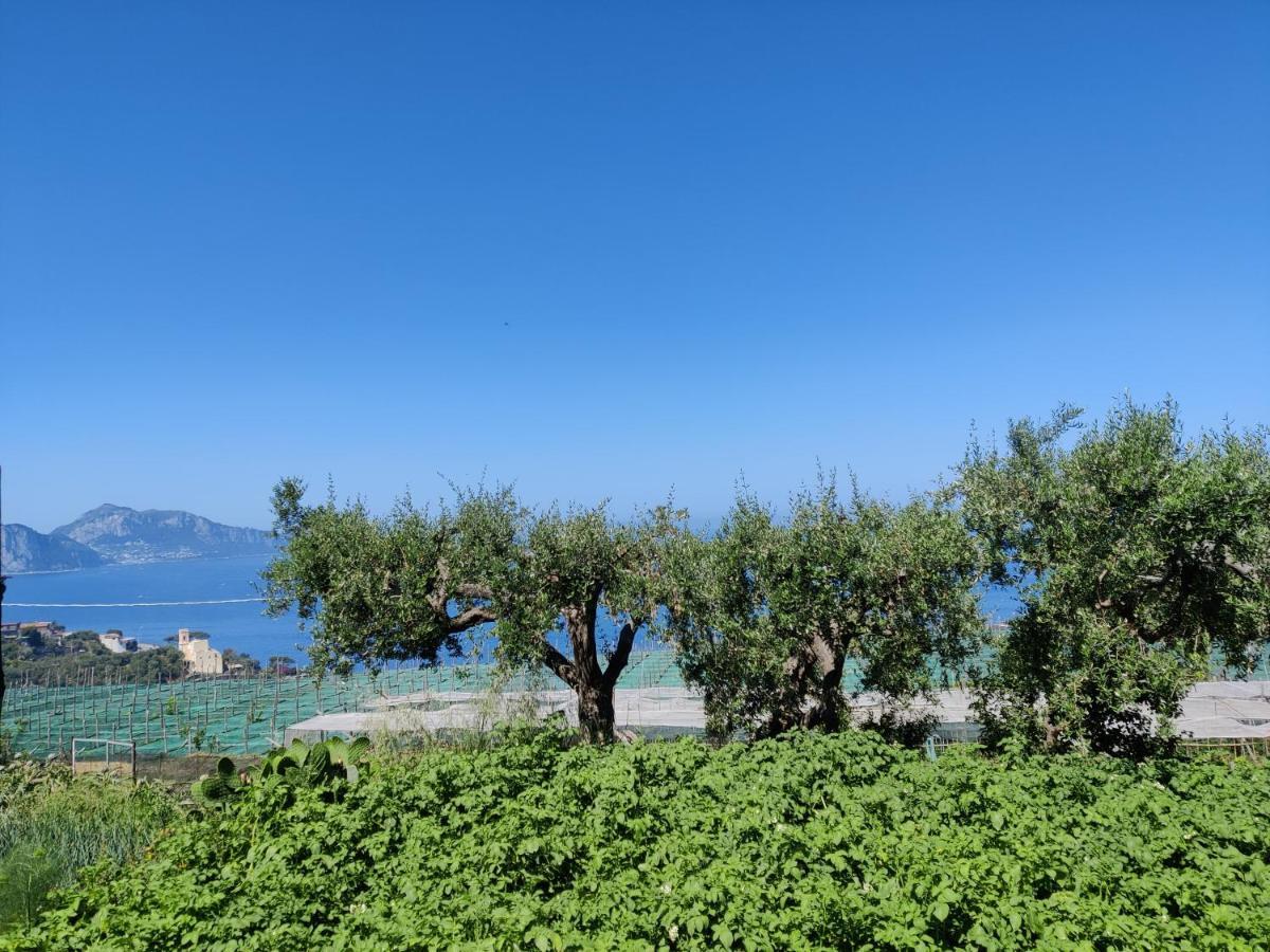 Il Nido Del Gabbiano Massa Lubrense
